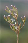 Centranthus calcitrapae (L.) Dufr. subsp. calcitrapae