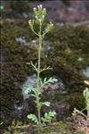 Centranthus calcitrapae (L.) Dufr. subsp. calcitrapae