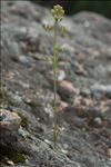 Centranthus calcitrapae (L.) Dufr. subsp. calcitrapae