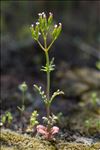 Centranthus calcitrapae (L.) Dufr.