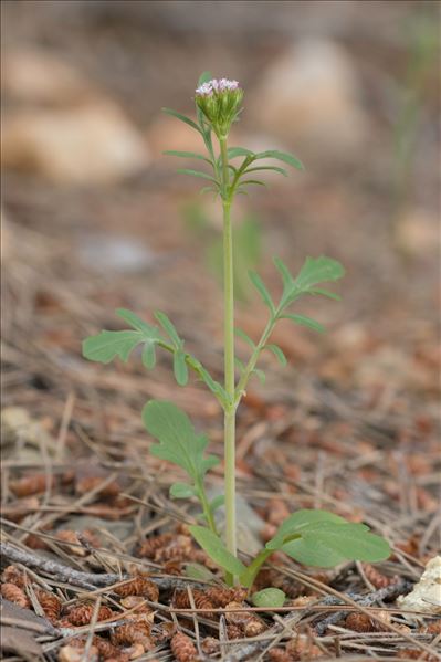 Centranthus calcitrapae (L.) Dufr. subsp. calcitrapae