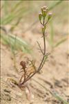 Centranthus calcitrapae (L.) Dufr.