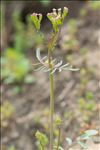 Centranthus calcitrapae (L.) Dufr.