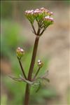 Centranthus calcitrapae (L.) Dufr.