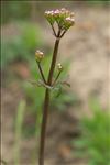 Centranthus calcitrapae (L.) Dufr.