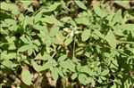 Ceratocapnos claviculata (L.) Lidén