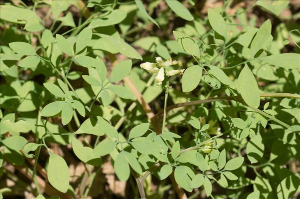 Ceratocapnos claviculata (L.) Lidén