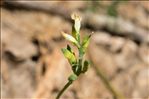 Ceratocapnos claviculata (L.) Lidén
