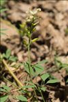 Ceratocapnos claviculata (L.) Lidén