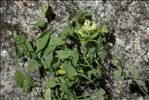Ceratocapnos claviculata (L.) Lidén