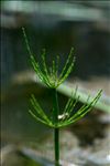 Equisetum fluviatile L.