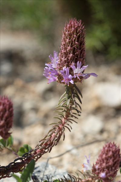 Coris monspeliensis L.