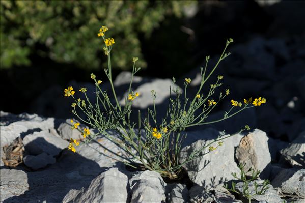 Coronilla juncea L.