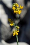 Coronilla juncea L.