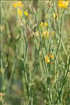 Coronilla juncea L.