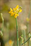 Coronilla juncea L.