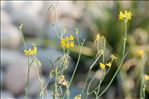 Coronilla juncea L.