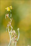 Coronilla juncea L.