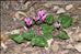 Cyclamen repandum Sm.