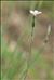 Dianthus furcatus Balb.