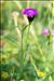 Dianthus seguieri Vill. subsp. seguieri