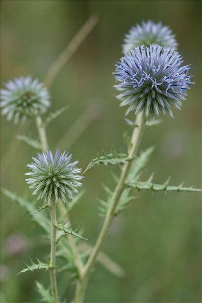 Echinops ritro L.