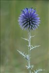 Echinops ritro L.