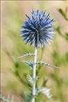 Echinops ritro L.