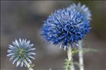 Echinops ritro L.