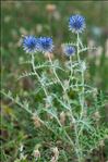 Echinops ritro L.