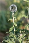 Echinops ritro L.