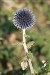 Echinops ritro L.