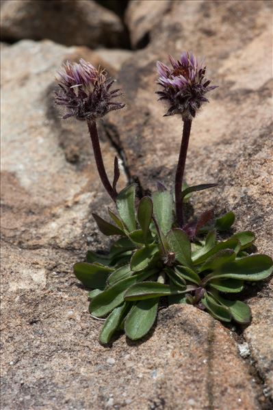 Erigeron uniflorus L.