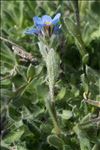 Eritrichium nanum (L.) Schrad. ex Gaudin