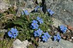 Eritrichium nanum (L.) Schrad. ex Gaudin