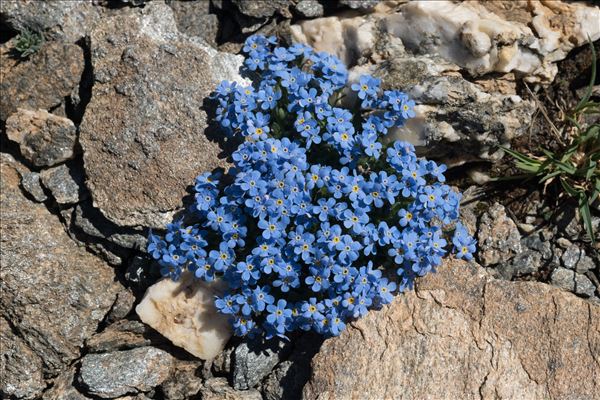 Eritrichium nanum (L.) Schrad. ex Gaudin