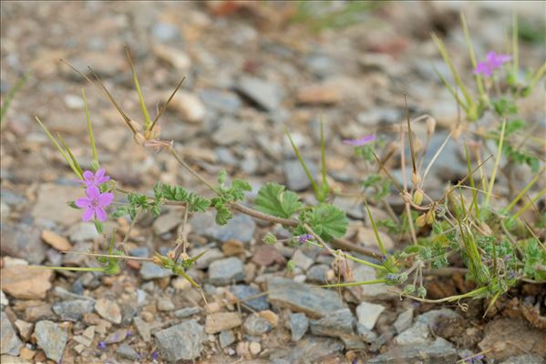 Erodium malacoides (L.) L'Hér.