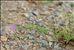 Erodium malacoides (L.) L'Hér.