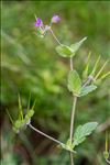 Erodium malacoides (L.) L'Hér.