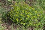 Euphorbia spinosa L.