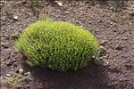 Euphorbia spinosa L.