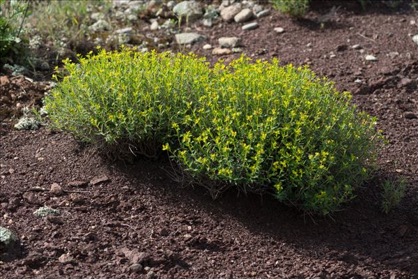 Euphorbia spinosa L.