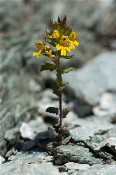 Euphrasia minima Jacq. ex DC.