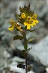 Euphrasia minima Jacq. ex DC.