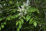 Fraxinus ornus L. subsp. ornus