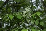 Fraxinus ornus L. subsp. ornus