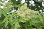 Fraxinus ornus L. subsp. ornus