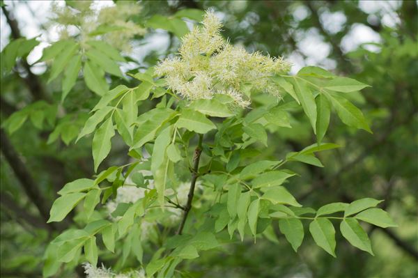 Fraxinus ornus L. subsp. ornus