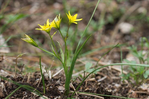 Gagea soleirolii F.W.Schultz