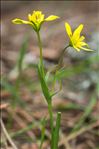 Gagea soleirolii F.W.Schultz